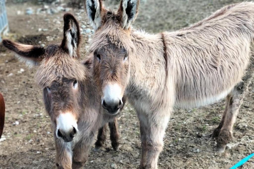 Appartamento Di Montagna Lo Grop Chambave Екстер'єр фото